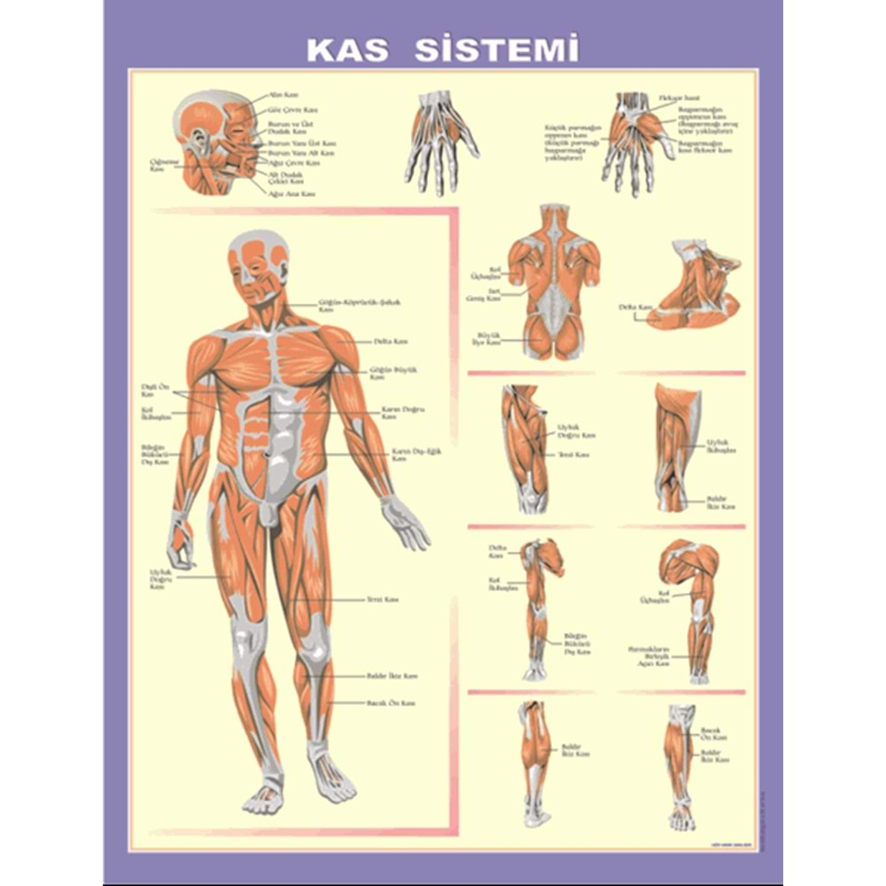 İskelet-Kas-Boşaltım-Göz - Harita K-108